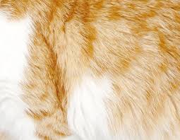 Image result for white rabbit skin texture