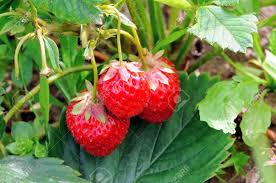 Attēlu rezultāti vaicājumam “Fragaria viridis fruit”