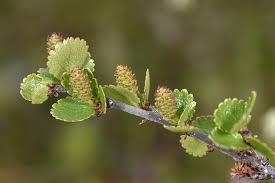 Attēlu rezultāti vaicājumam “Betula nana leaf”