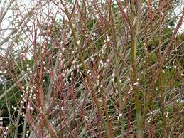 Attēlu rezultāti vaicājumam “Salix daphnoides”