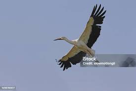 Attēlu rezultāti vaicājumam “Ciconia ciconia adult”