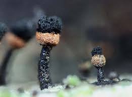 Attēlu rezultāti vaicājumam “Calicium salicinum”