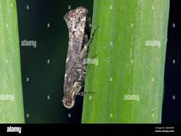 Attēlu rezultāti vaicājumam “Acrolepiopsis assectella”