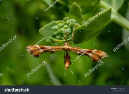 Attēlu rezultāti vaicājumam “Cnaemidophorus rhododactyla”