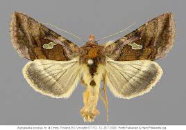 Attēlu rezultāti vaicājumam “Autographa excelsa”