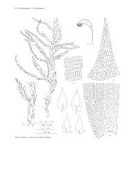 Attēlu rezultāti vaicājumam “Homomallium incurvatum”