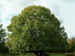 Attēlu rezultāti vaicājumam “Cercidiphyllum japonicum”