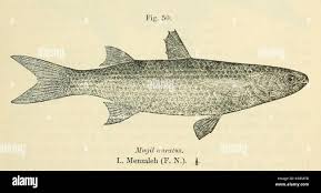 Image result for Liza aurata