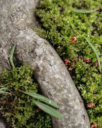 Attēlu rezultāti vaicājumam “Plagiomnium cuspidatum sporophyte”