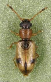 Attēlu rezultāti vaicājumam “Silvanidae”