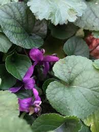 Attēlu rezultāti vaicājumam “Viola odorata leaf”