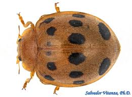 Attēlu rezultāti vaicājumam “Coccinellidae”