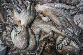 Image result for octopus in a basque