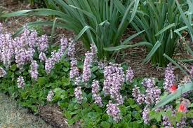 Attēlu rezultāti vaicājumam “Ajuga genevensis”