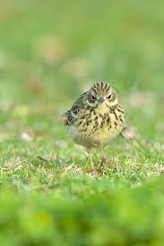 Attēlu rezultāti vaicājumam “Anthus trivialis adult”