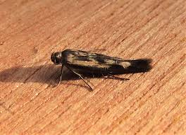 Attēlu rezultāti vaicājumam “Scythris limbella”