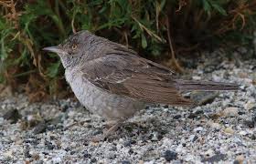 Attēlu rezultāti vaicājumam “Sylvia nisoria adult”