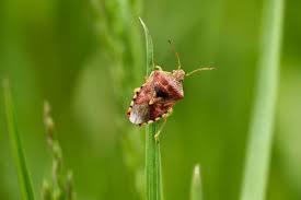 Attēlu rezultāti vaicājumam “Elasmucha grisea”