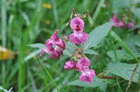 Image result for Impatiens glandulifera