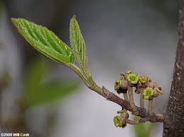 Attēlu rezultāti vaicājumam “Hamamelis virginiana bud”