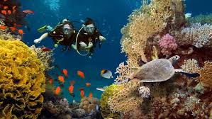Image result for World Divers