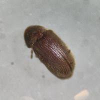 Attēlu rezultāti vaicājumam “Anobiidae”