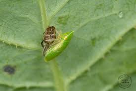 Attēlu rezultāti vaicājumam “Planaphrodes sp.”