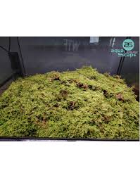 Attēlu rezultāti vaicājumam “Hypnum”