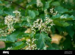 Attēlu rezultāti vaicājumam “Acer tataricum subsp. ginnala flower”