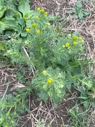 Attēlu rezultāti vaicājumam “Matricaria discoidea flower”