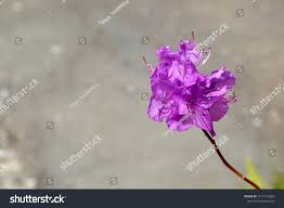 Attēlu rezultāti vaicājumam “Rhododendron sichotense flower”