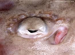 Image result for Rostroraja alba