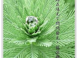 「粉綠狐尾藻」的圖片搜尋結果