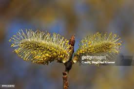 Attēlu rezultāti vaicājumam “Salix caprea male flower”