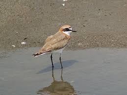 Image result for Charadrius mongolus