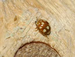 Attēlu rezultāti vaicājumam “Calvia decemguttata larva”