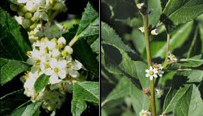 Attēlu rezultāti vaicājumam “Carex dioica male flower”
