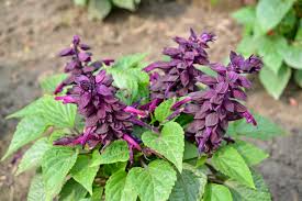 Image result for Salvia splendens