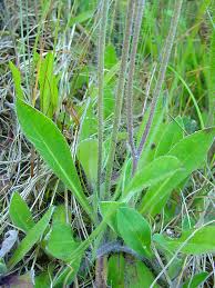 Attēlu rezultāti vaicājumam “Hieracium murorum leaf”