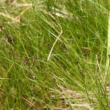 Attēlu rezultāti vaicājumam “Juncus compressus”