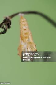 Attēlu rezultāti vaicājumam “Nymphalis pupa”