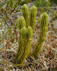 Attēlu rezultāti vaicājumam “Huperzia selago”