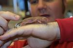 Naked mole rat images
