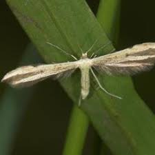 Attēlu rezultāti vaicājumam “Adaina microdactyla”