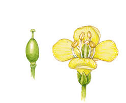 Attēlu rezultāti vaicājumam “Rorippa amphibia leaf”