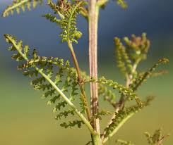 Attēlu rezultāti vaicājumam “Pedicularis palustris fruit”