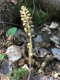 Attēlu rezultāti vaicājumam “Neottia nidus-avis bud”