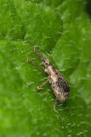 Attēlu rezultāti vaicājumam “Polydrusus tereticollis”