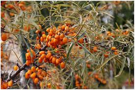 Attēlu rezultāti vaicājumam “Hippophae rhamnoides fruit”