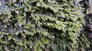 Attēlu rezultāti vaicājumam “Lophozia incisa”